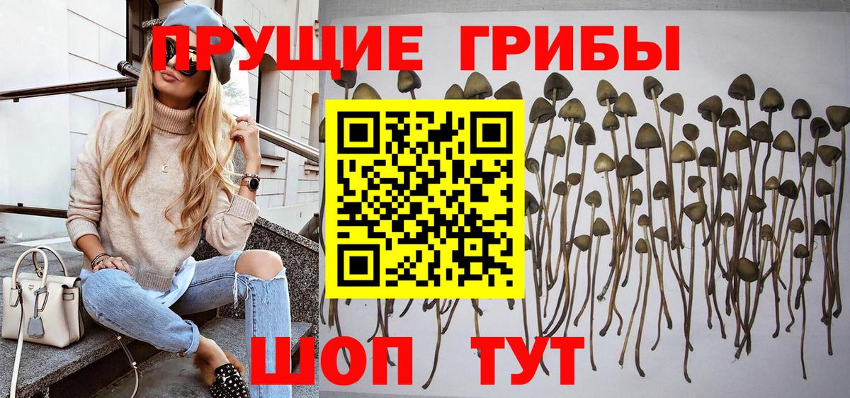 Галлюциногенные грибы Psilocybe Каменка